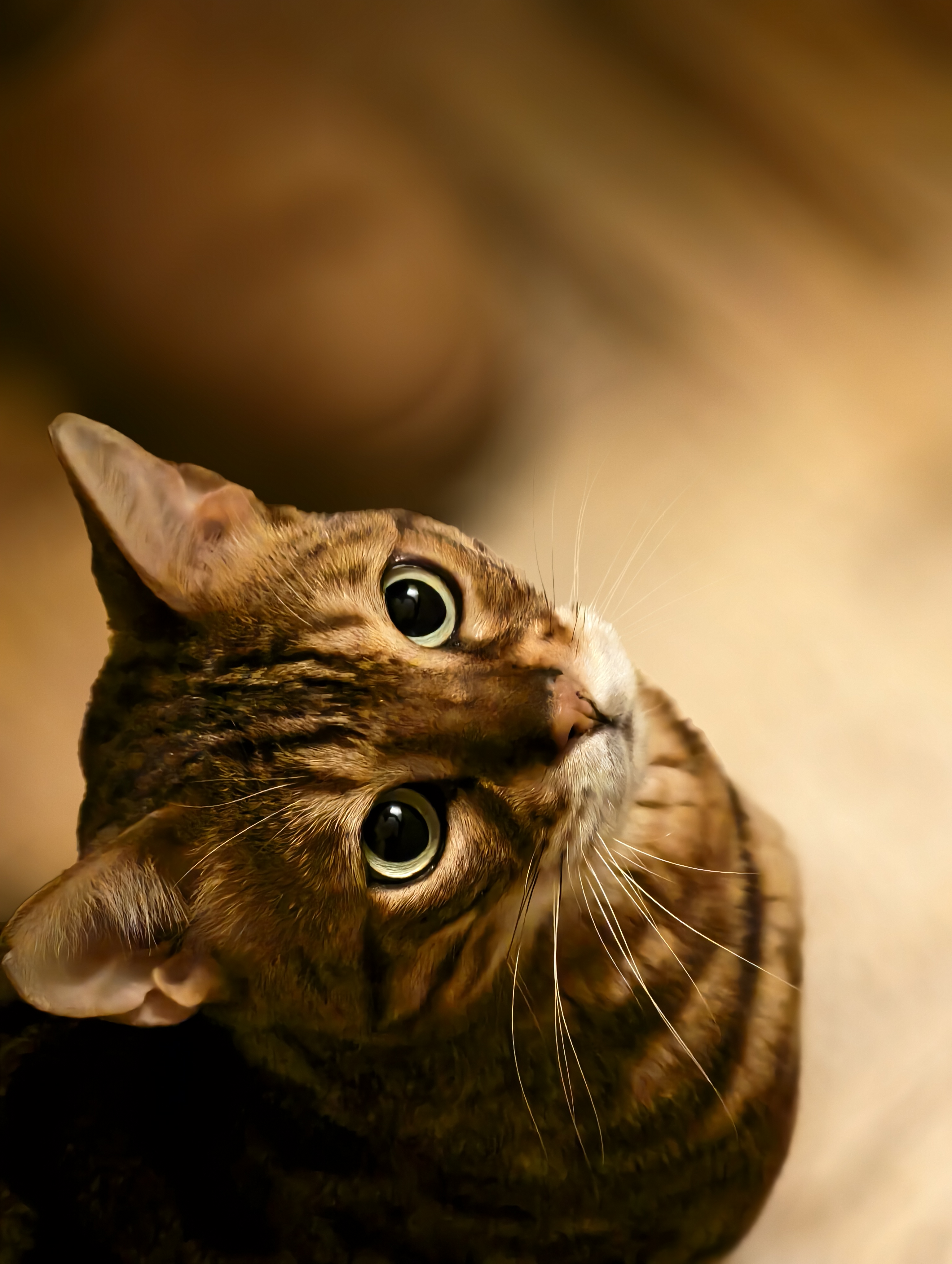 kat